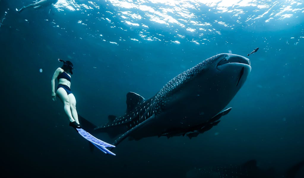 A diver swims near a whale shark in the deep ocean of East Kalimantan.