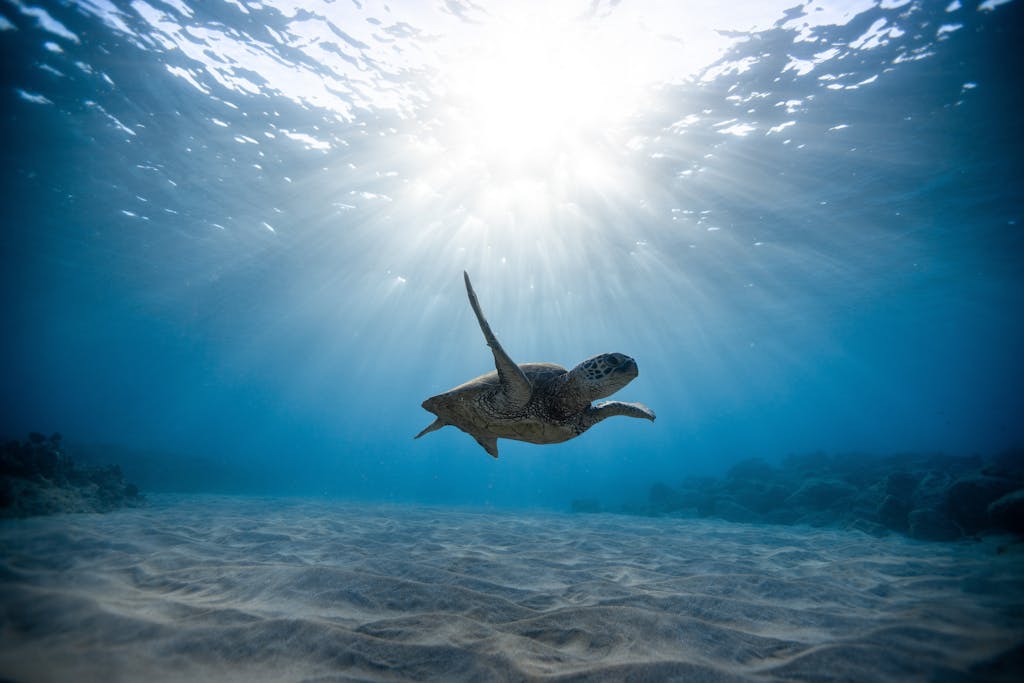 A serene underwater view of a sea turtle swimming gracefully through clear ocean waters.