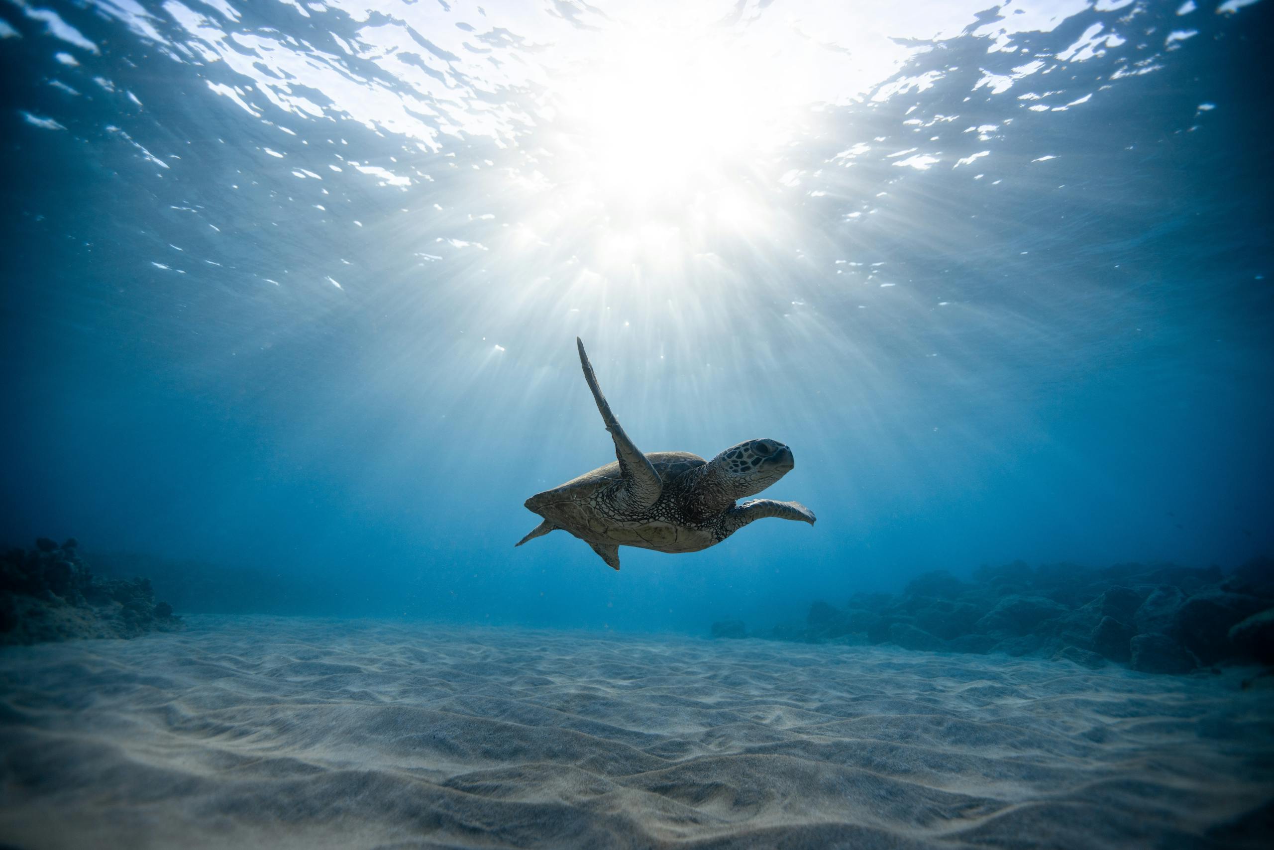 A serene underwater view of a sea turtle swimming gracefully through clear ocean waters.