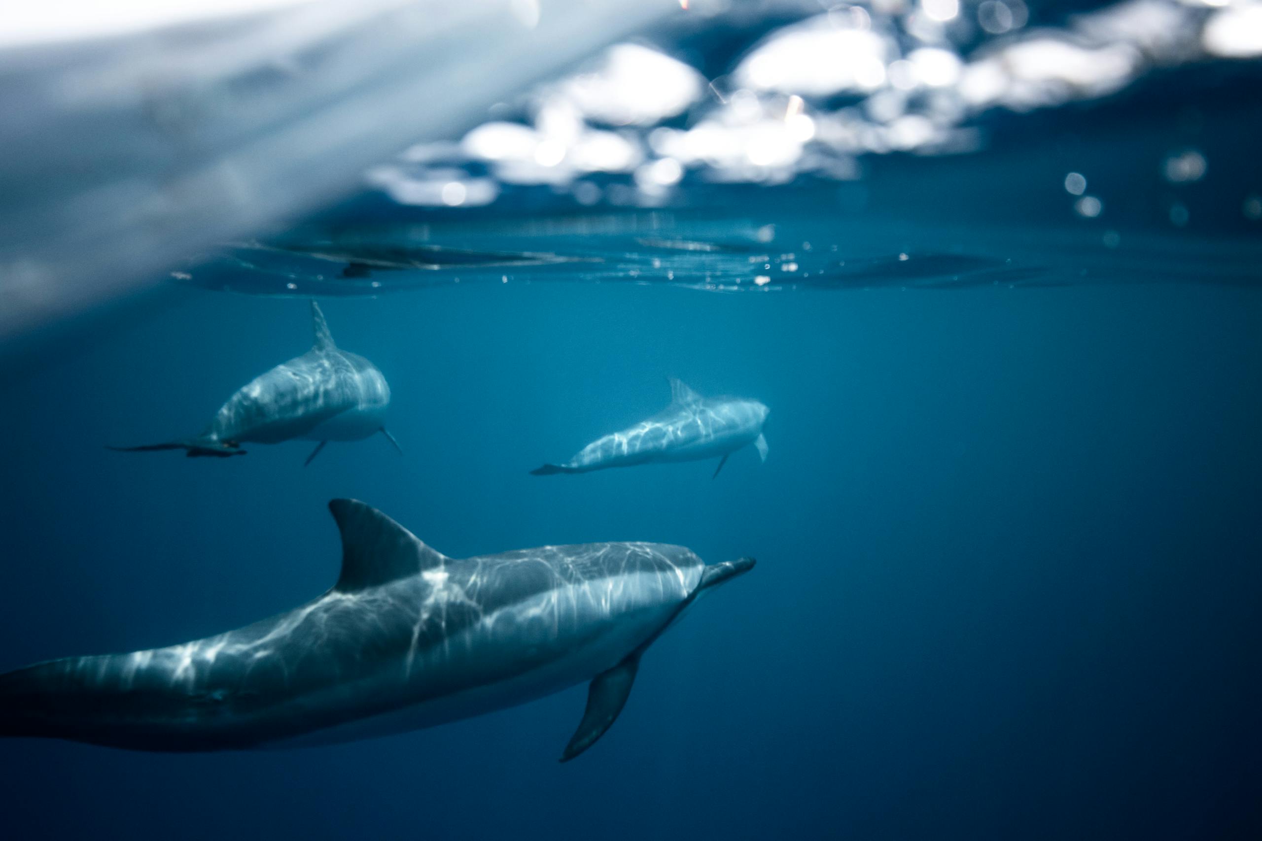 Captivating image of dolphins in the clear Hawaiian waters showcasing marine wildlife inhabitants.