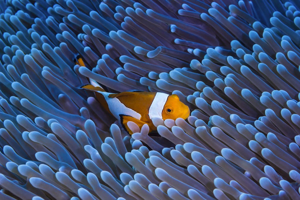 Close-up of a clownfish nestled in vibrant coral reef in Bali, Indonesia.