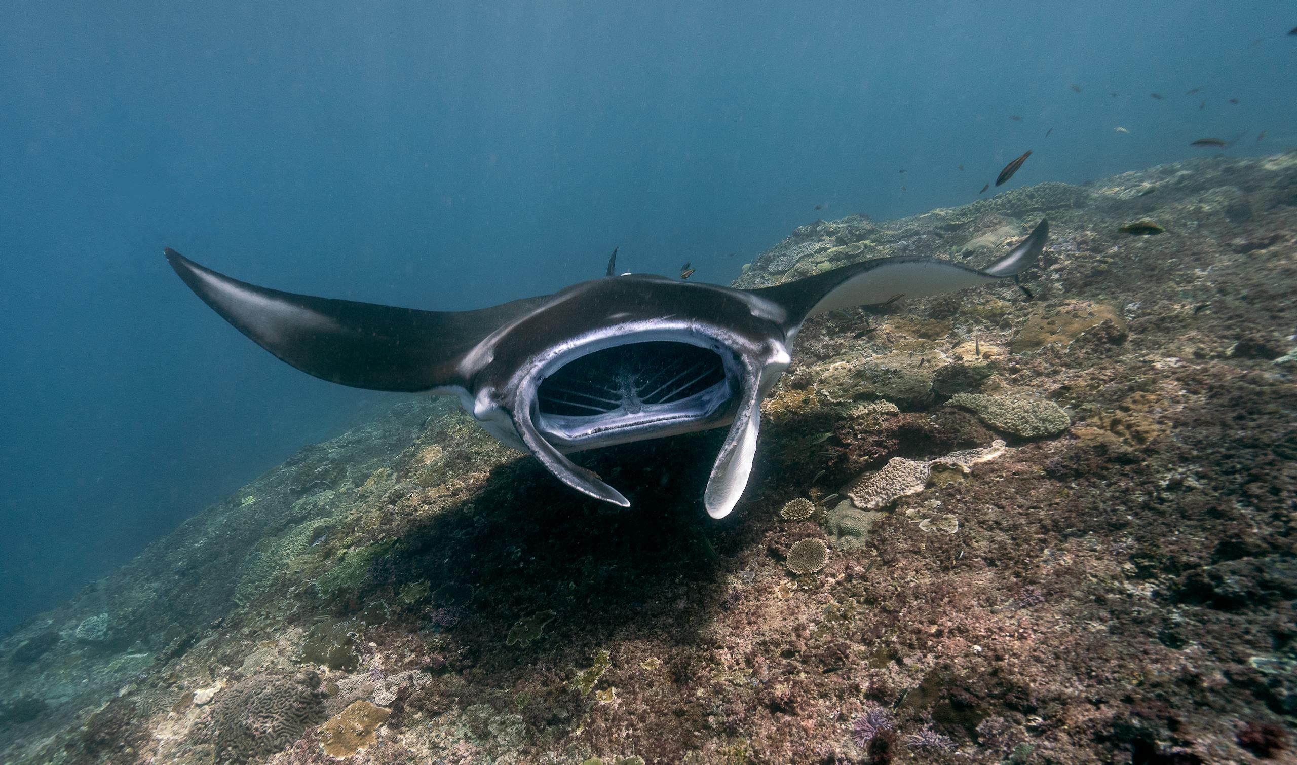 Explore the majestic beauty of a giant manta ray gliding over a vibrant coral reef in the ocean's depths.