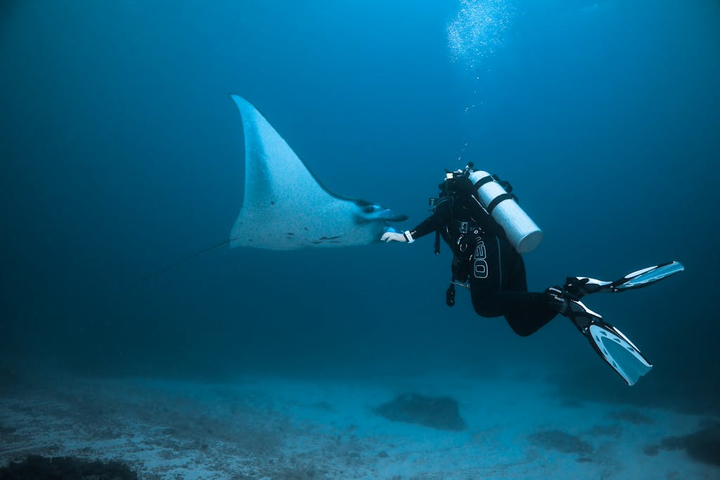 Scuba diver swimming alongside a majestic manta ray in the ocean depths.