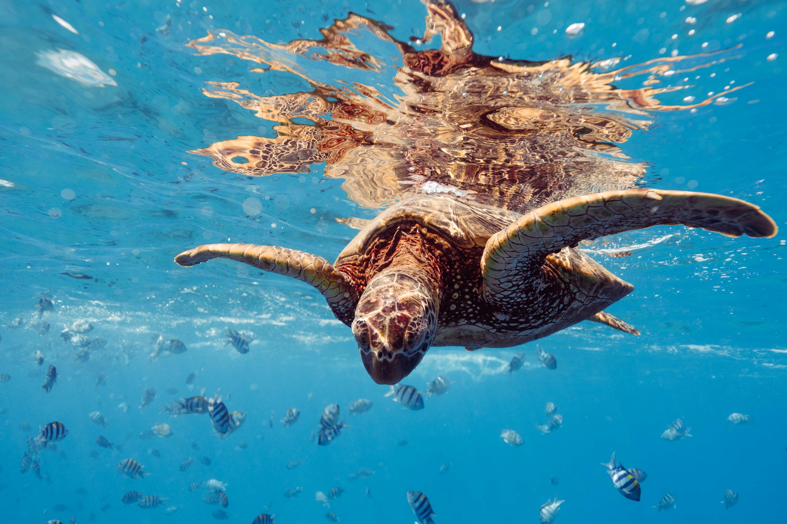 Vibrant underwater image of a sea turtle swimming among colorful fish.